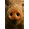 Warm Close Up Of Pig Snout