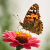 Papillon sur fleur rose