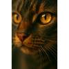 Yeux de chat fermés