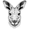 Kangaroo
