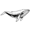 Blue whale