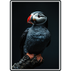 Puffin Papageientaucher