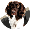 Small Münsterlander Elegant Dog Design
