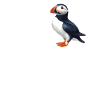 Puffin Papageientaucher