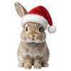 Cute bunny with hat - Christmas Bunny