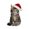 Baby Maine Coon Cat with Hat