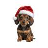Dachshund Puppy Christmas Dog Fan
