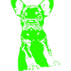 Bouledogue