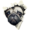 Pug