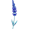 Blaue Lavendel-Glasblume