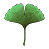 Ginkgo Fan Leaf Aura