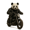 Leather Panda Biker on Motorcycle