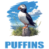 Puffin Papageientaucher
