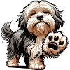 Havanese Havanese Owners Havanese Farmers