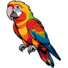 Magnificent Parrot Colour Play