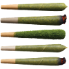 BIO GANJA - freedom & rights