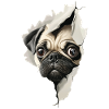 Pug
