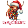 Highland kvæg med julehat Glædelig jul