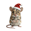 Dearest baby mouse in Christmas look