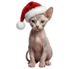 Sphinx Cat - Cozy at Christmas