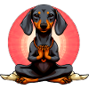 Yogi Dachshund