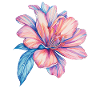 Hibiskus Farbexplosion Wasserfarben