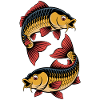two carp