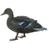 mallard