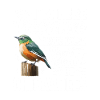Mésange Oiseau Oiseau Mésange