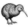 Kiwi Bird