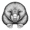 Maulwurf