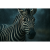 Zebra in the rainy night