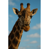 Giraffe Portrait in Blue Sky