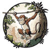 Jungle monkey on a rope