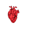 Wahre Liebe als anatomisches Statement