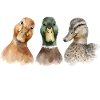 Duck Quacking Funny Duck Lover Croaking