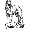 Silken Windhound Dog