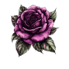 Purple rose on black background