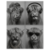 Beef Highland Cow Four Faces Collage