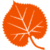 Linden leaf