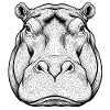 Hippopotamus Hippopotamus