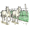 Two elegant horses