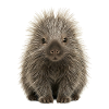 Porc-épic mignon - Mignon