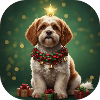 Starry Christmas Spinone Pup with Bell
