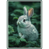 Bunny Bunny