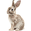 Bunny Bunny
