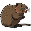 Nutria