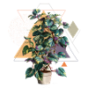 Philodendron Variegata – Geometric Pop Art