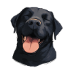 Happy Black Labrador - Dog with Smile