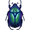 Blue Flowerbeetle